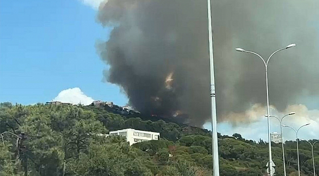 Maltepe'de ormanlık alanda yangın