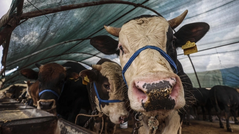 Ali Erbaş duyurdu: 2024 yılı kurban kesim bedeli belli oldu